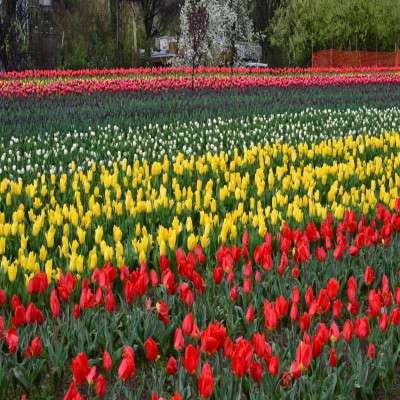 Tulip Festival Trip